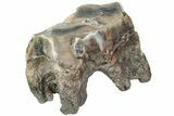 Fossil Woolly Rhino (Coelodonta) Tooth - Siberia #225185-2